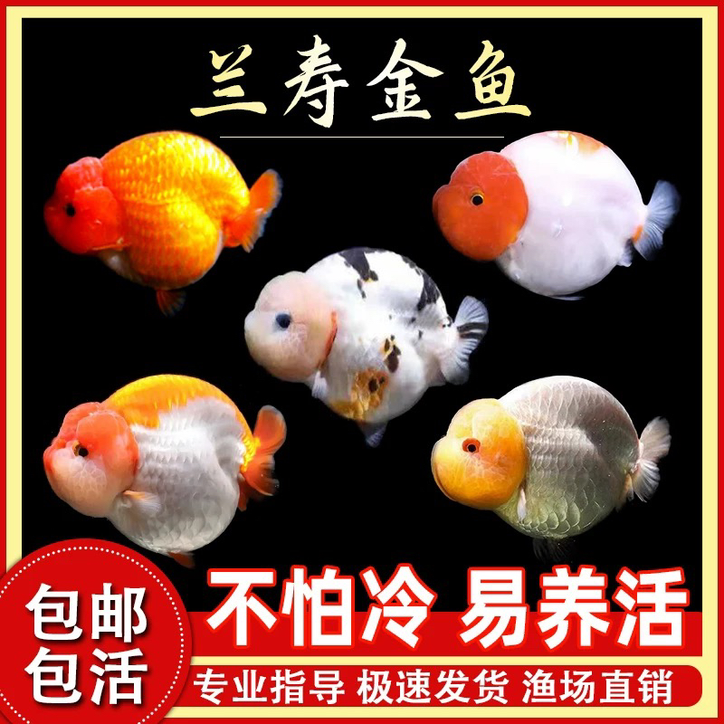 17只 大金鱼 泰狮 玛丽 金鱼花色混装冷水鱼水族