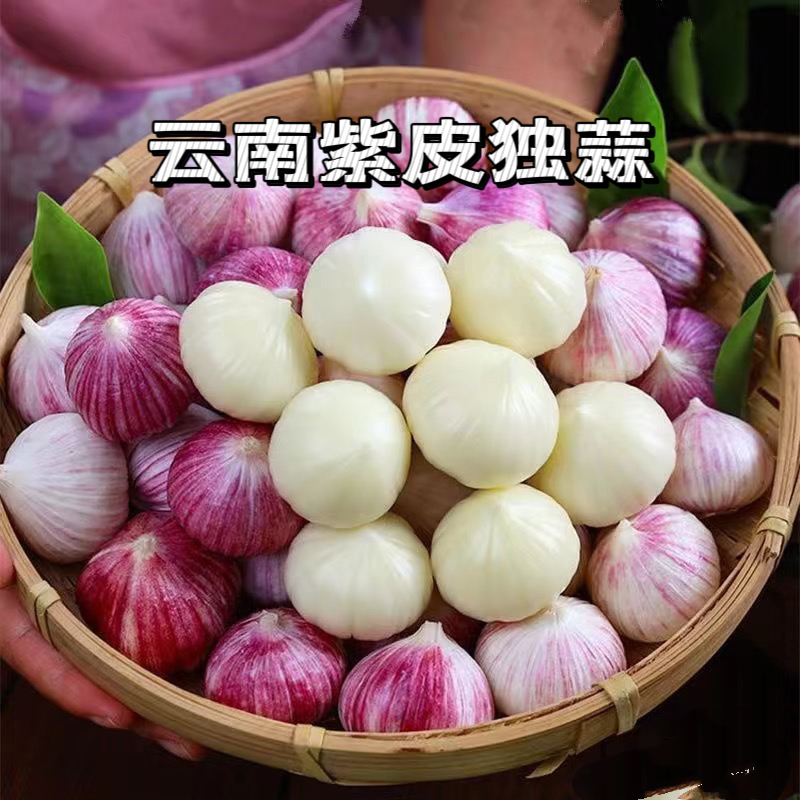云南大理农家自种紫皮蒜大蒜独头蒜新鲜现挖湿蒜