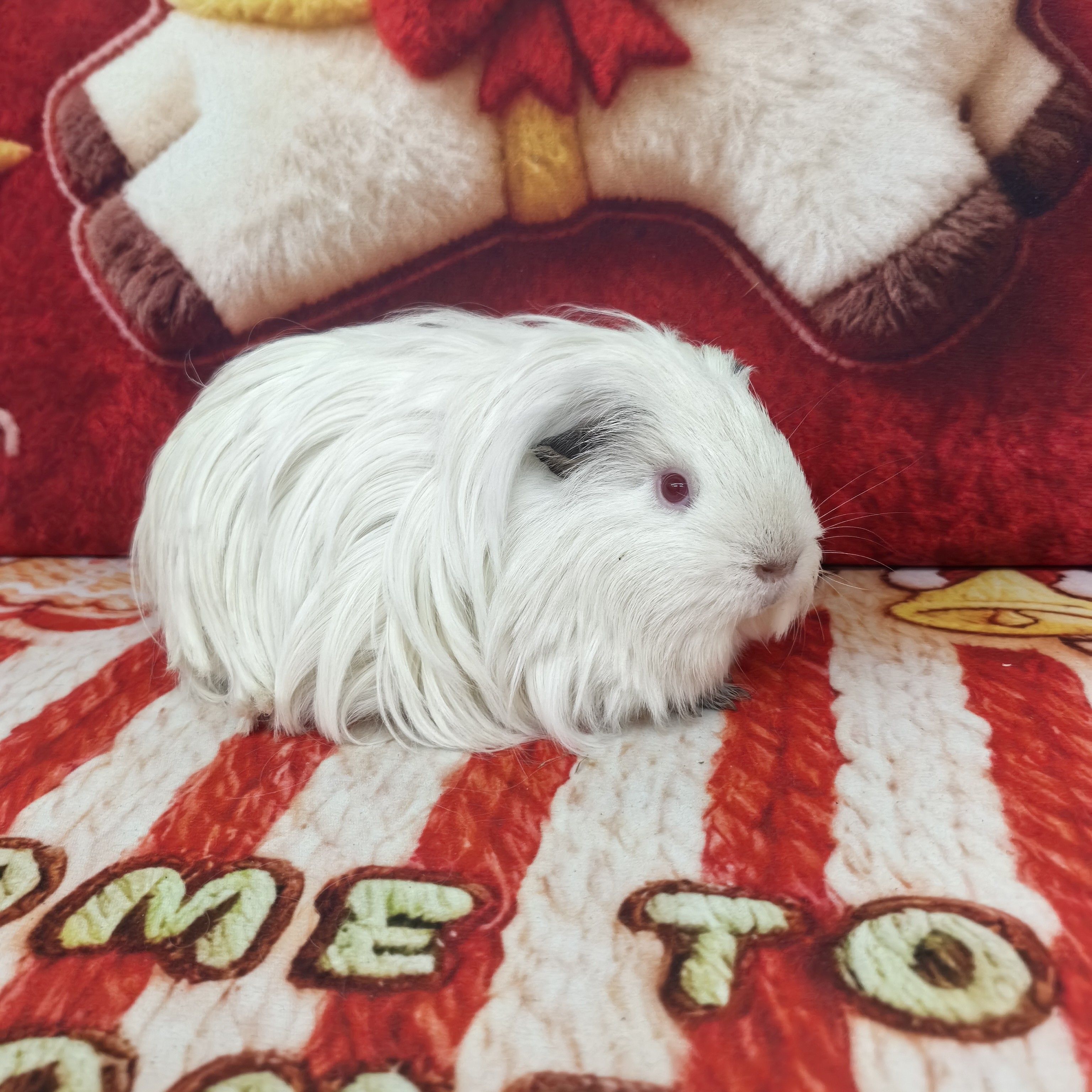 长顺荷兰猪专属链接，直播间一物一拍，京东快递安全到家