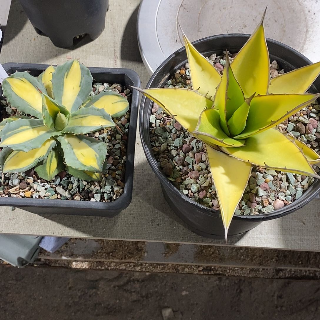 用***7赤雷和青皮帝释天糊斑锦