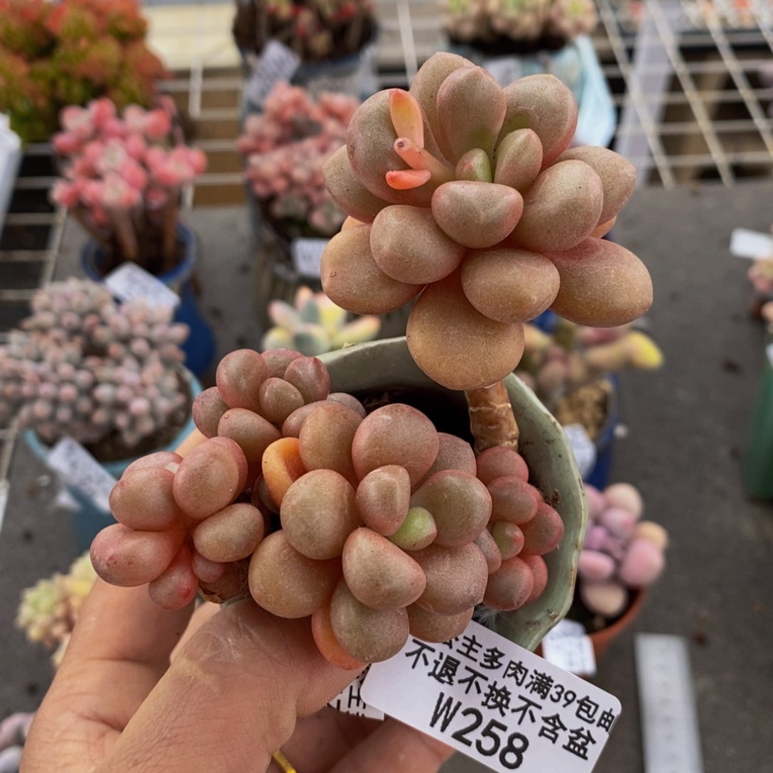 先锋派258/6cm多肉