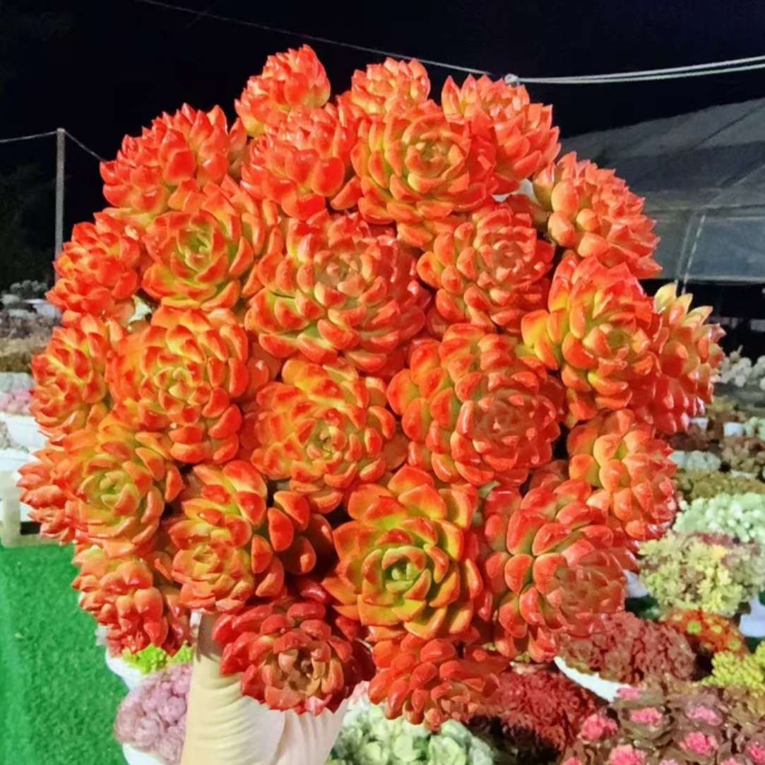 X 爱马斯玫瑰. 多肉植物 带盆带土栽好种好 好养耐活  