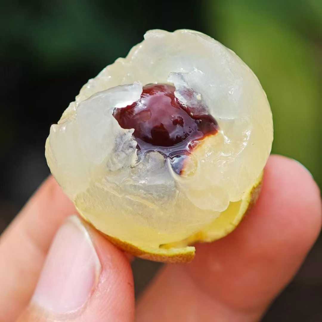 【顺丰包邮直达】广东茂名高州石硖龙眼肉厚多汁新鲜采摘