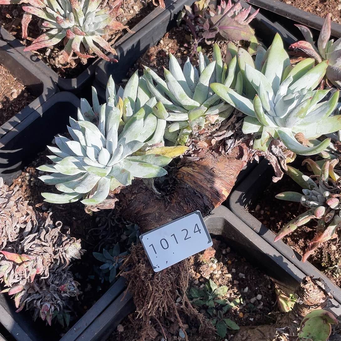 时**好拇指杂交老桩多头10124