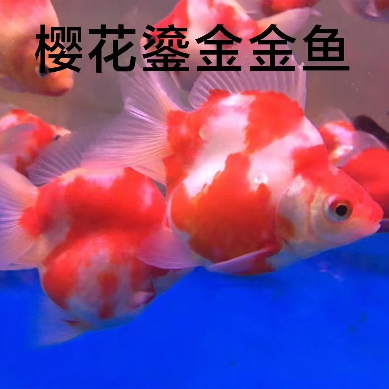 鎏金高背短尾樱花鎏金金鱼活体淡水冷水鱼耐活好养包邮