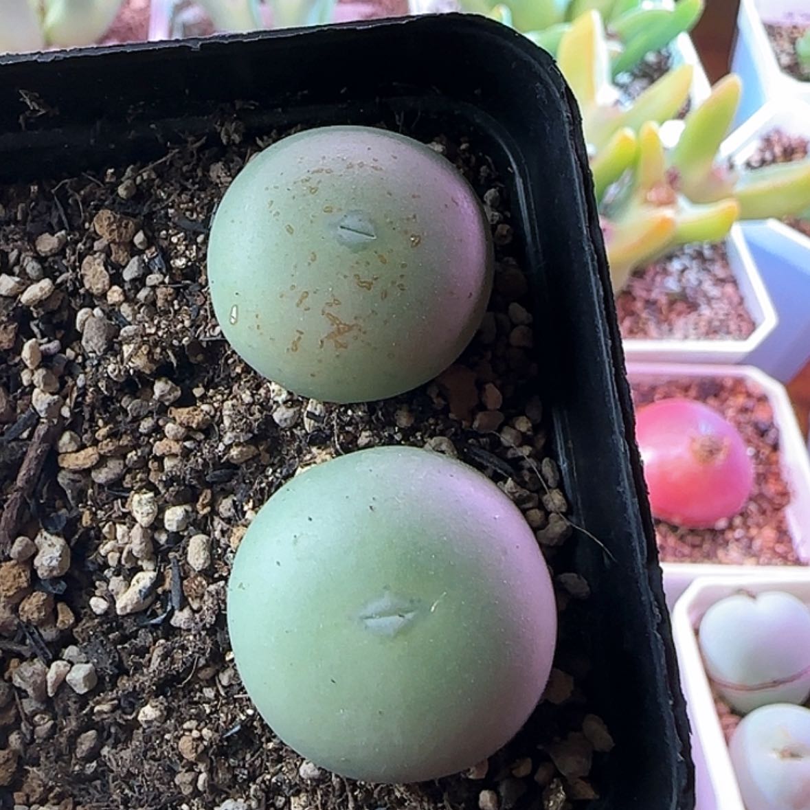 【闪购商品】白花大G两颗12345