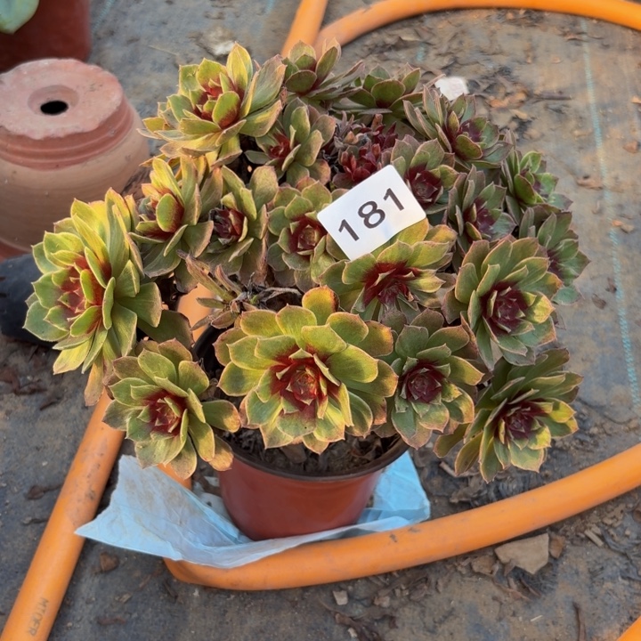 红丝绒多肉植物不包损181