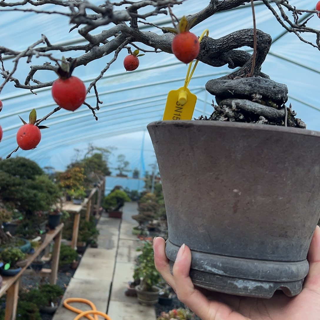 邛***型无花朵杜鹃花的诗作