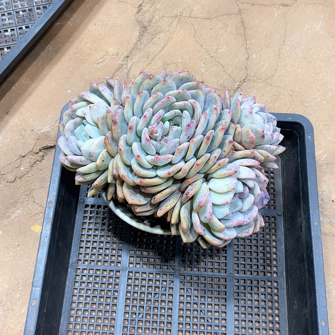 清*福利20250211 1