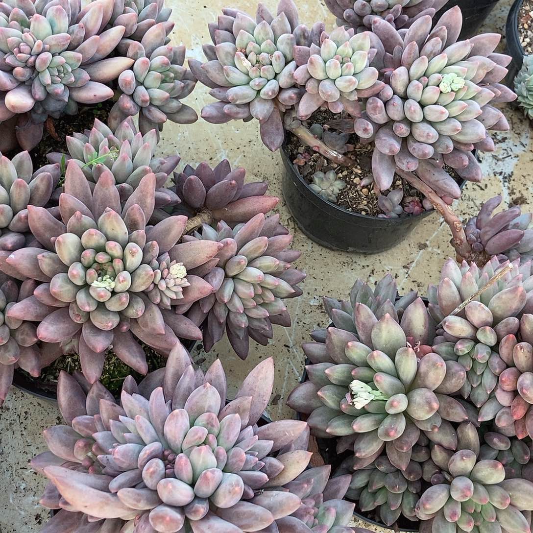 水晶球杂图片发货