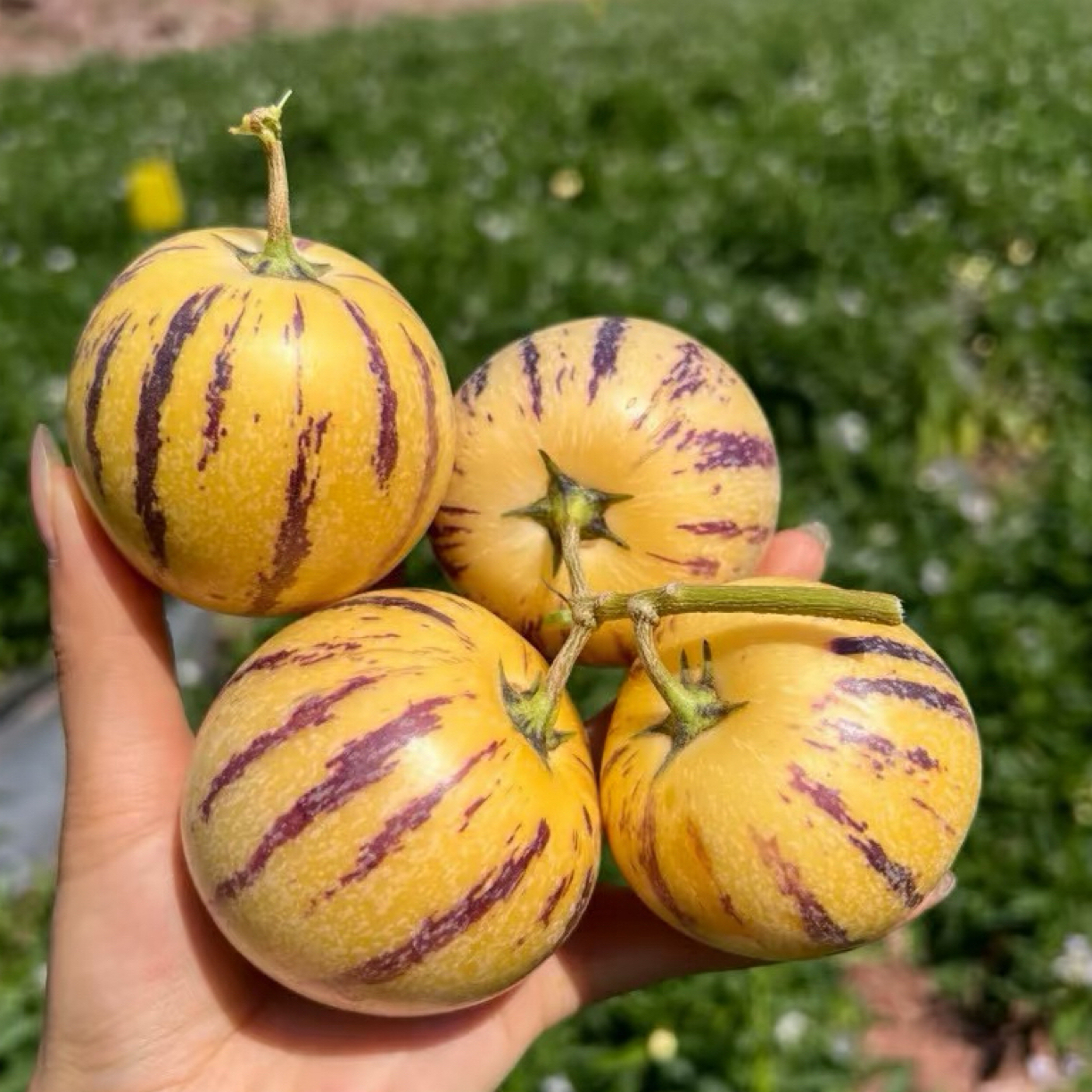 云南石林树上自然熟人参果