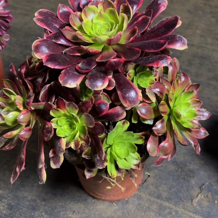 瑞妈，，，，。。。977万家丽，