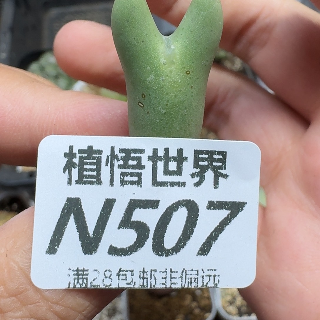 多肉植物的人生ghhj