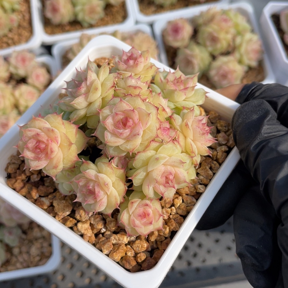 优选情人麦杆多肉2039