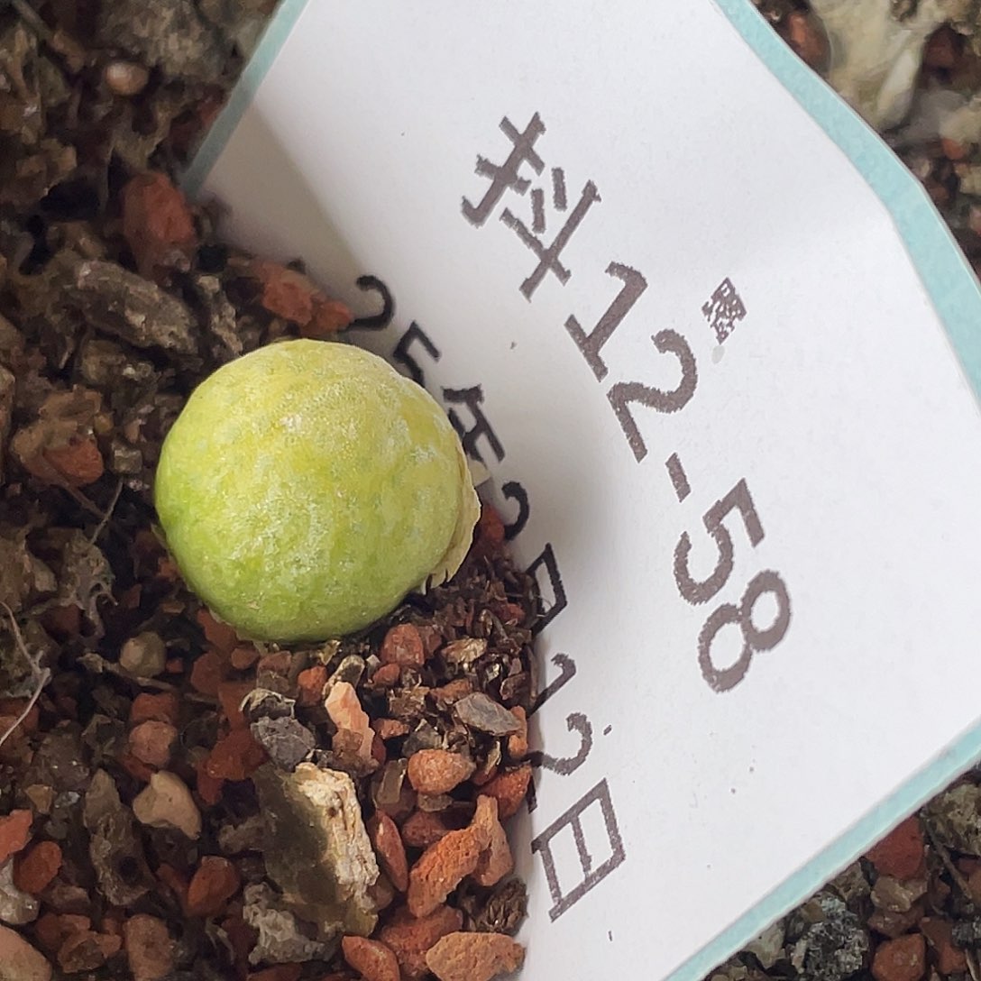 12-58玉米多肉植物