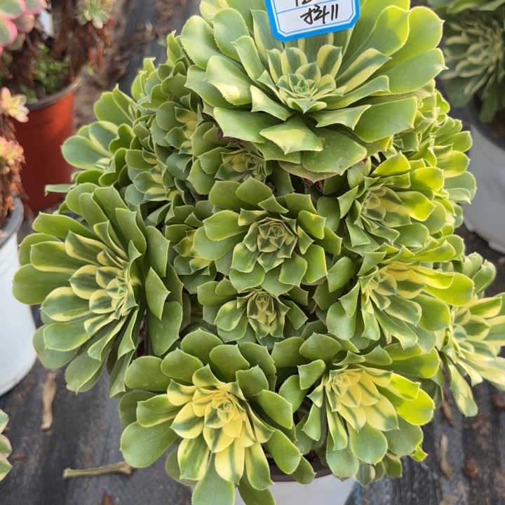 新尼亚多肉法师不包损11