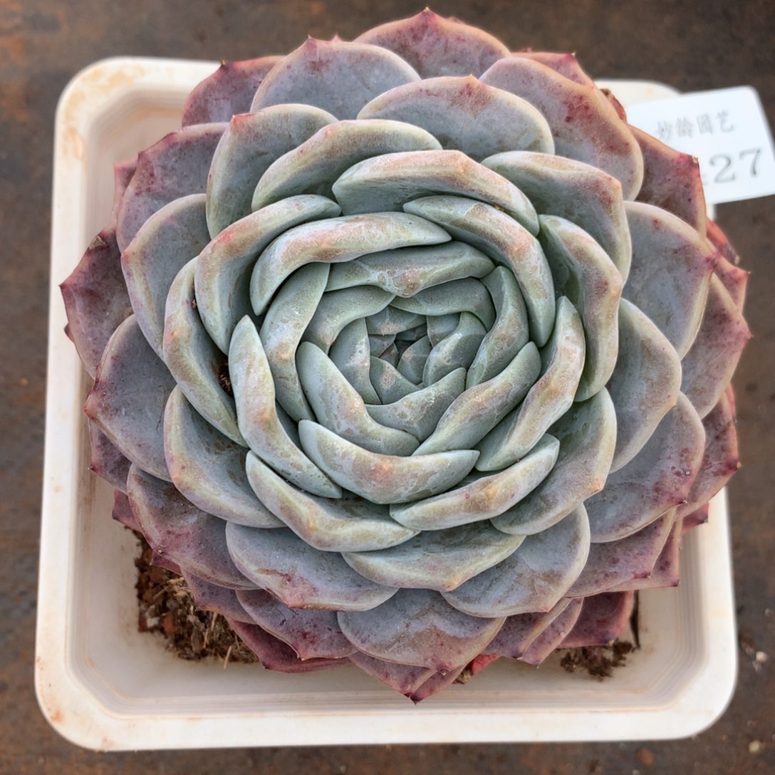 2427杂交精品基地12厘米