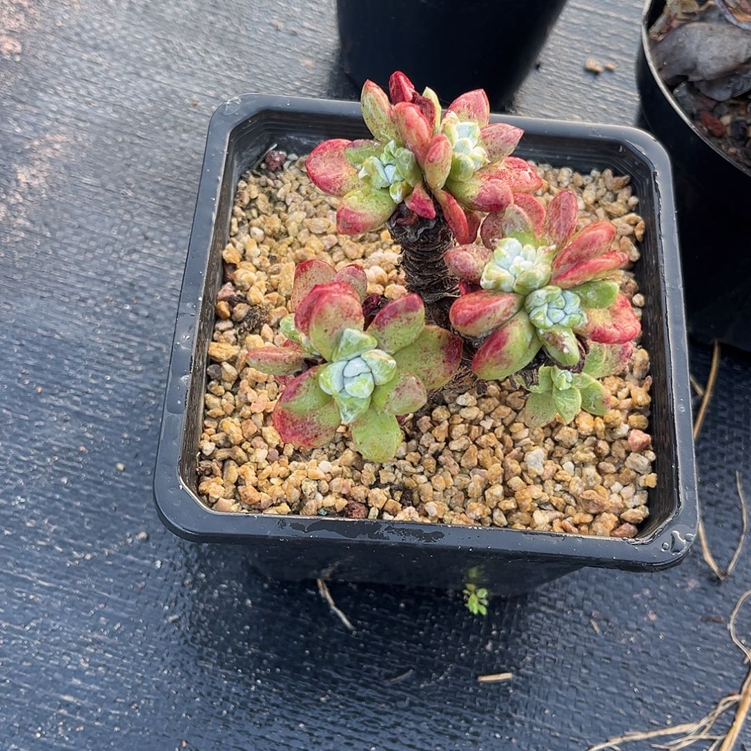 苹果叶小鹿多肉一物一拍