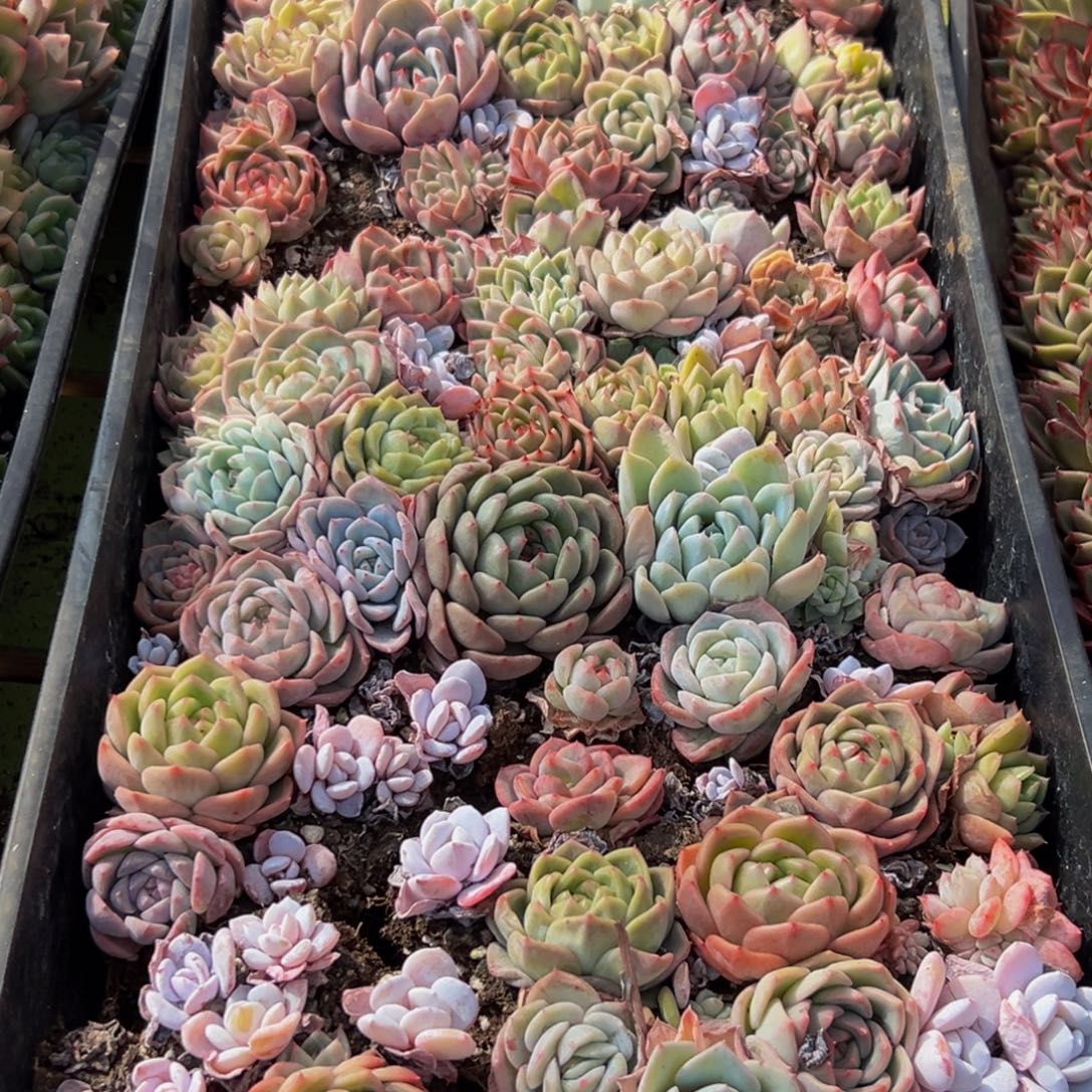 299多肉葡萄的味道是什么味道