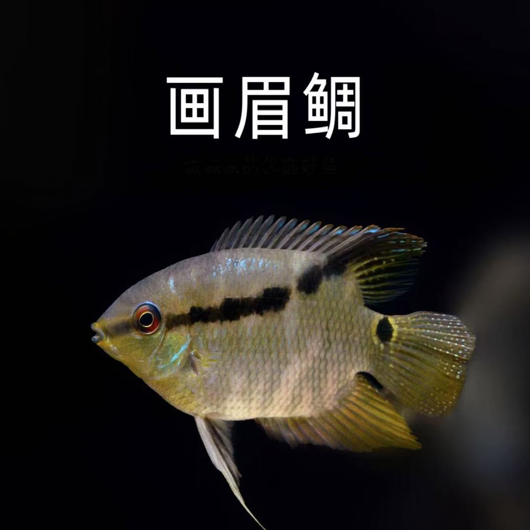 画眉鲷鲷科类耐活好养