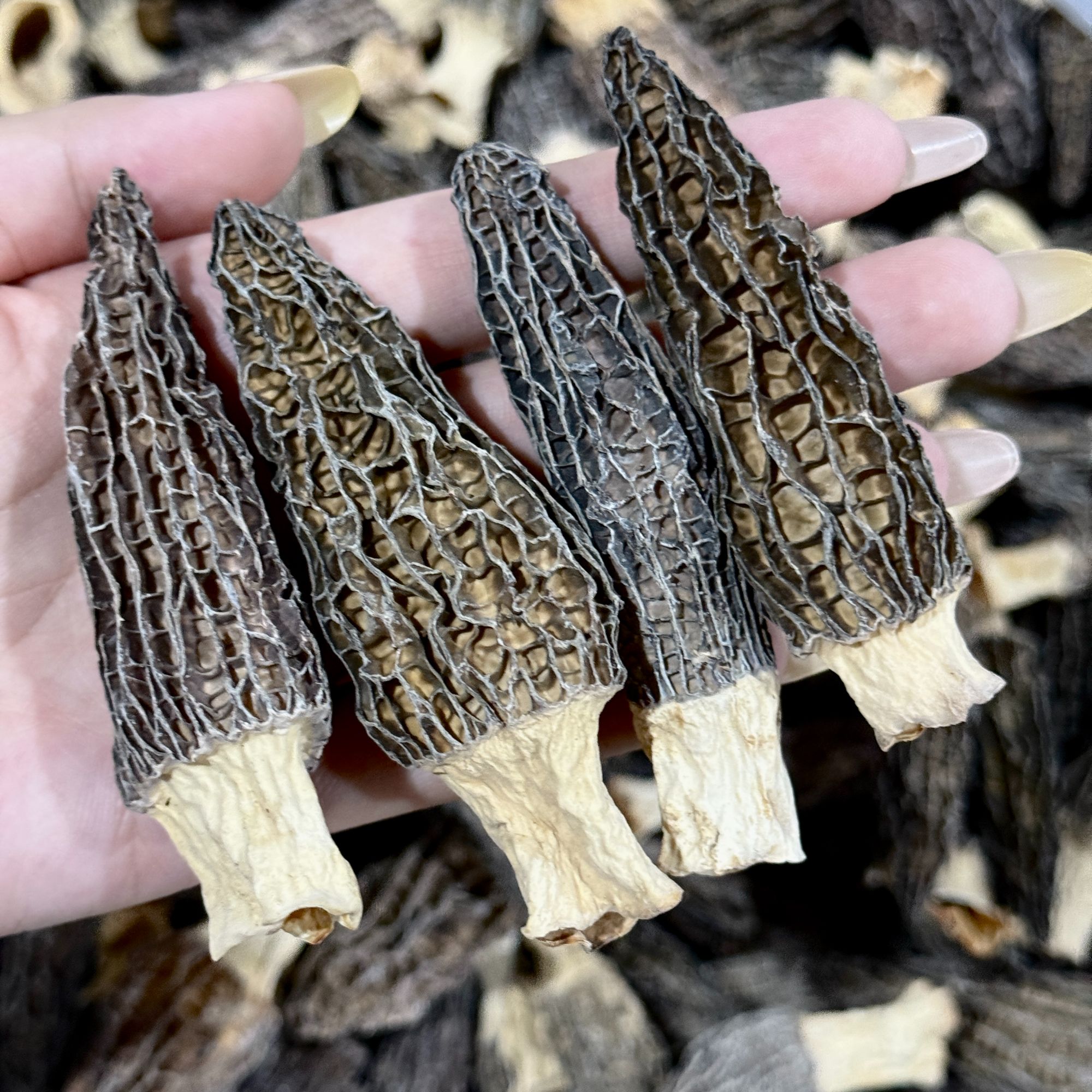 518490大规格羊肚菌干菌菇