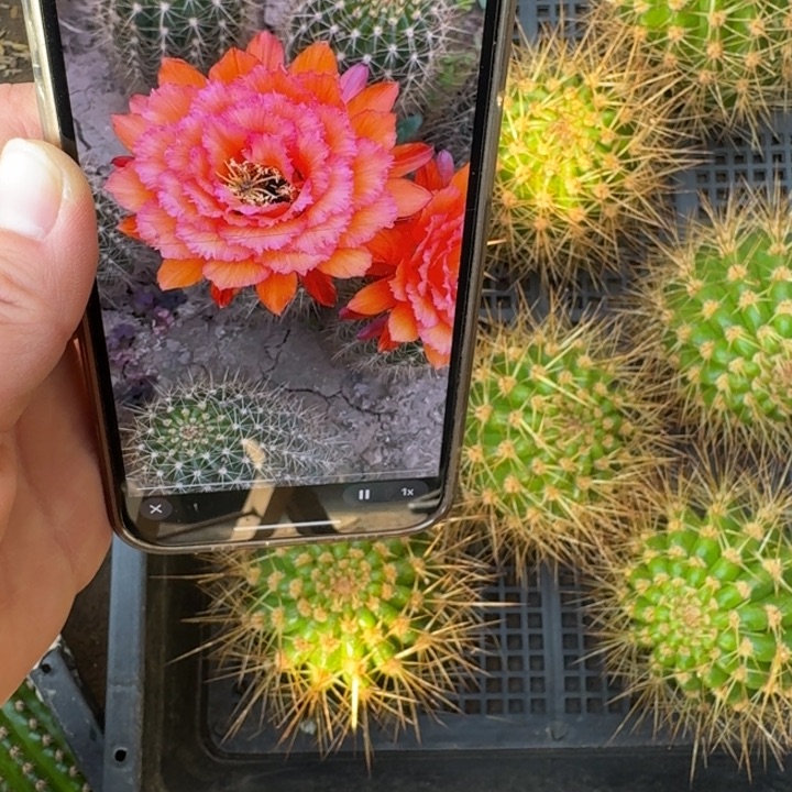 219毛花柱清707歪无根侧牙6公分左右