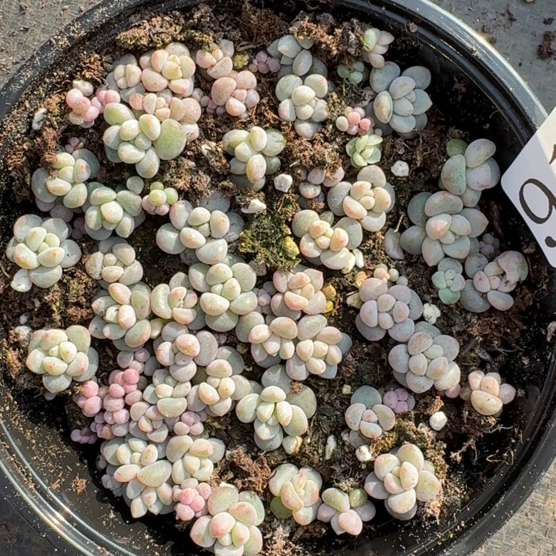 多肉植物多肉植物919