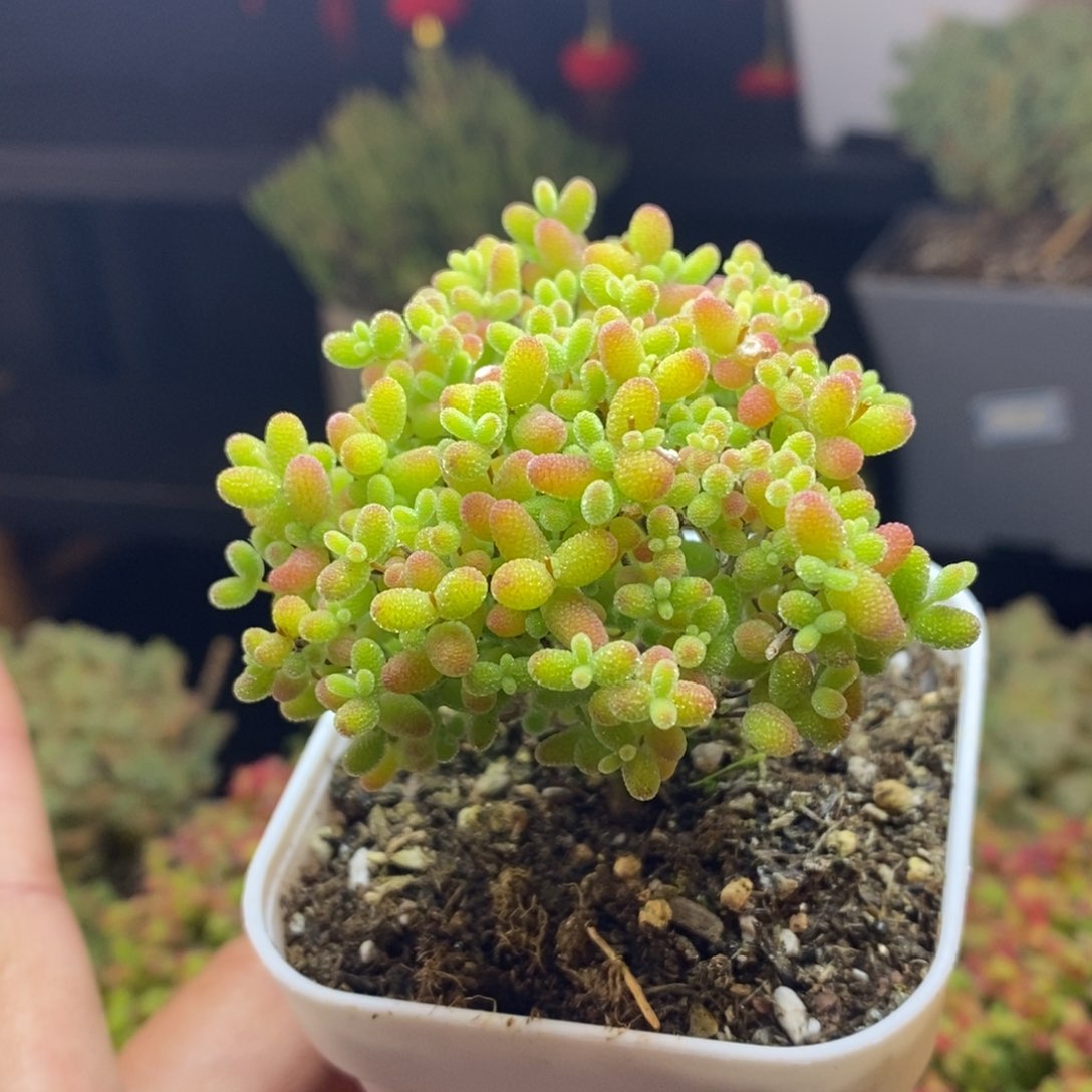 86号蜜橘糖球枝干多肉