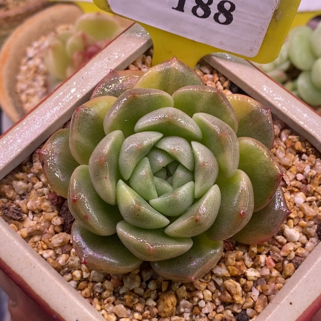 9188冰魄花锦花脸锦……