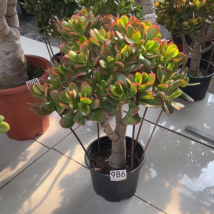 彩玉树花月独杆老桩