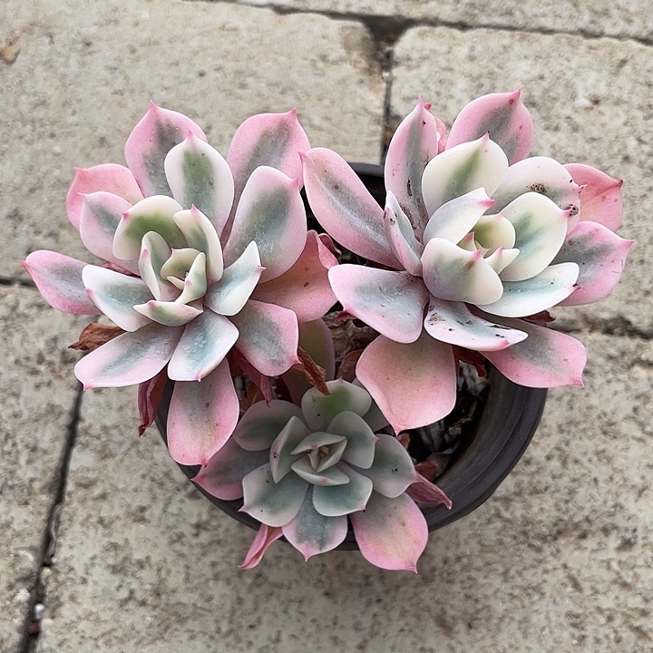 伶***俐玉凤锦一物一拍锦龙