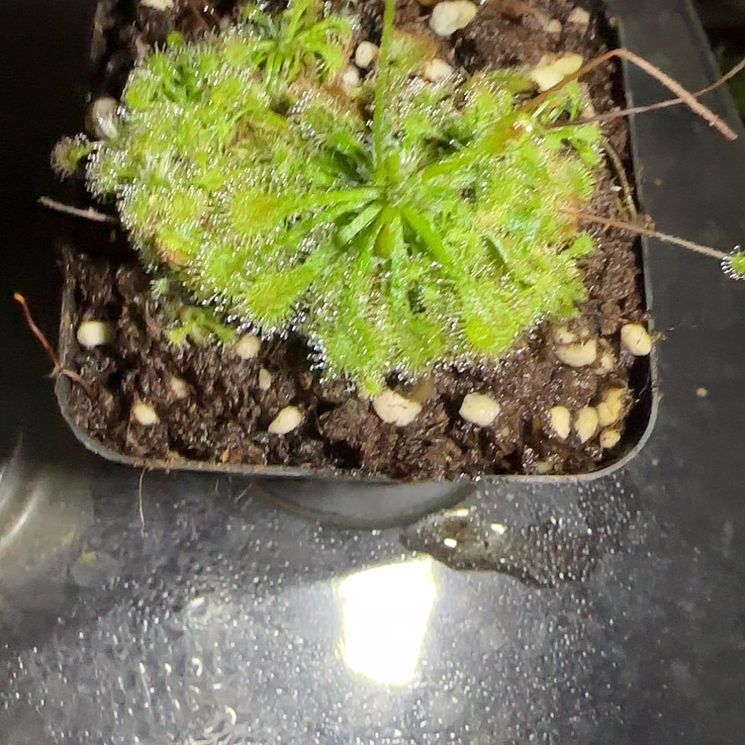 无花朵专拍东海茅膏菜