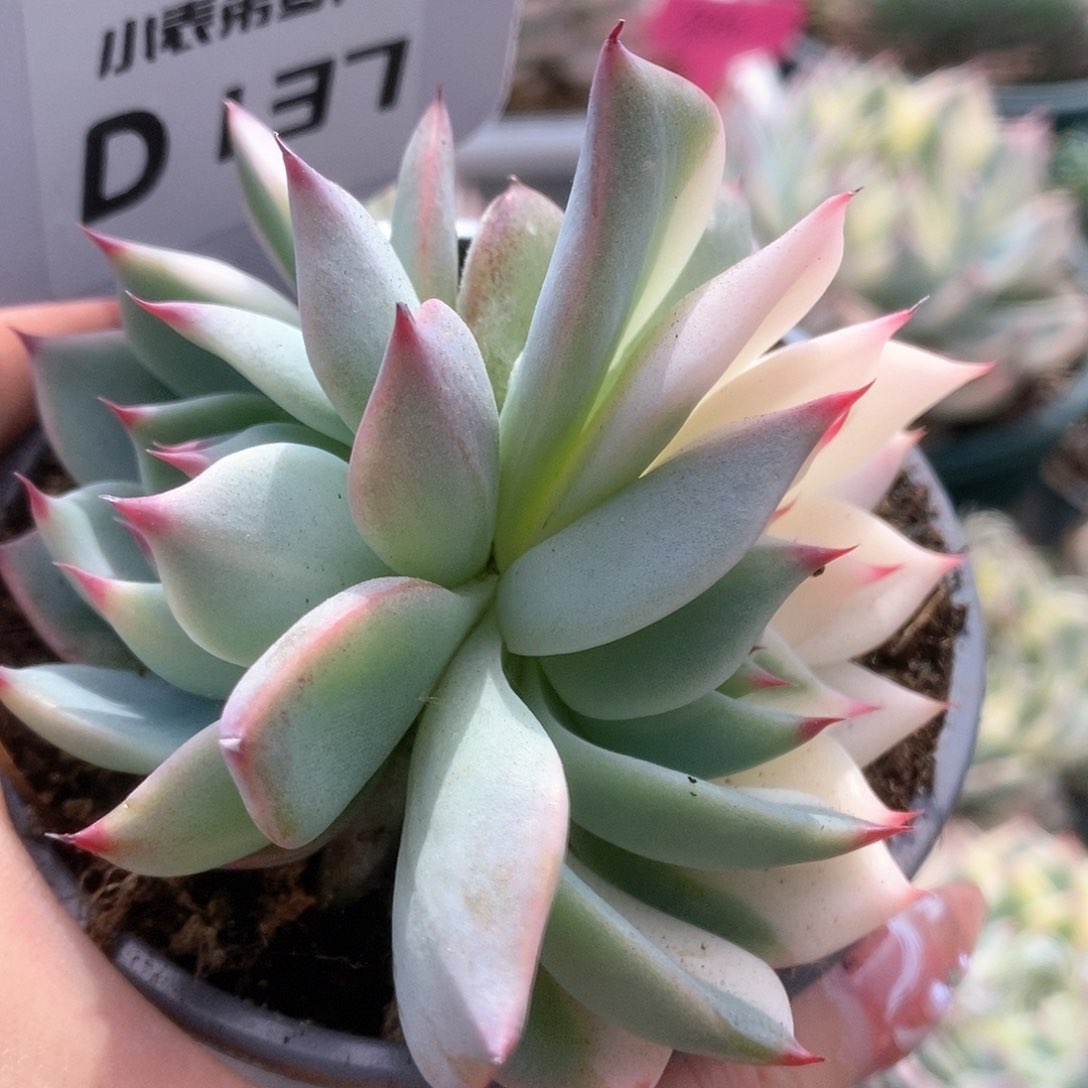 D137锦锦锦锦锦锦锦