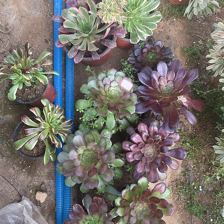 多肉植物小苗11颗9号