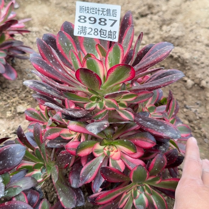 8987二号棚香奈儿D