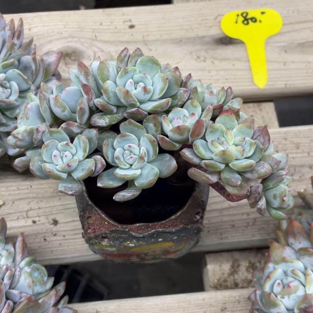 说***人石榴子星影缀化瑕疵14头姚姚