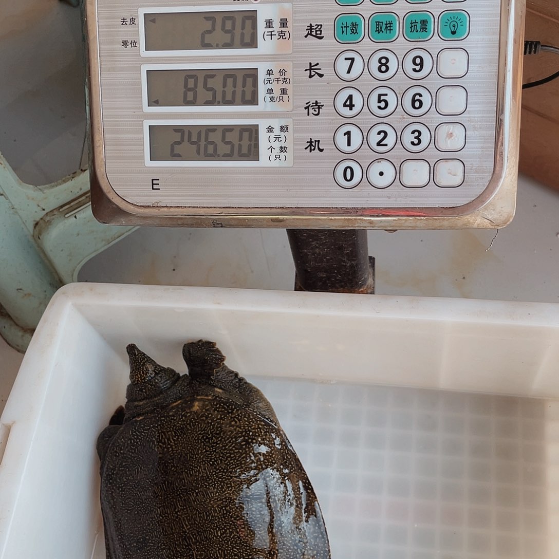 中国大陆野生甲鱼包活包活