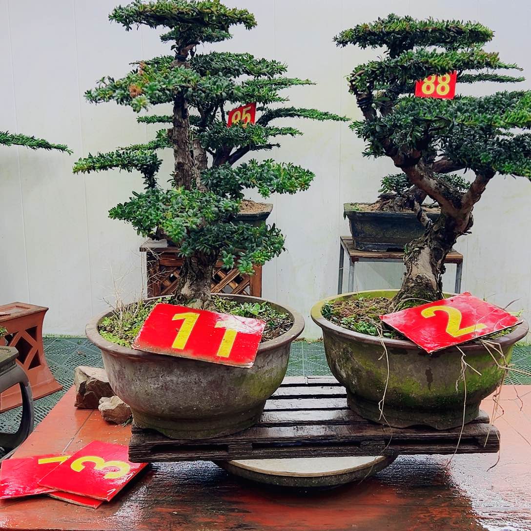不开花植物罗汉松