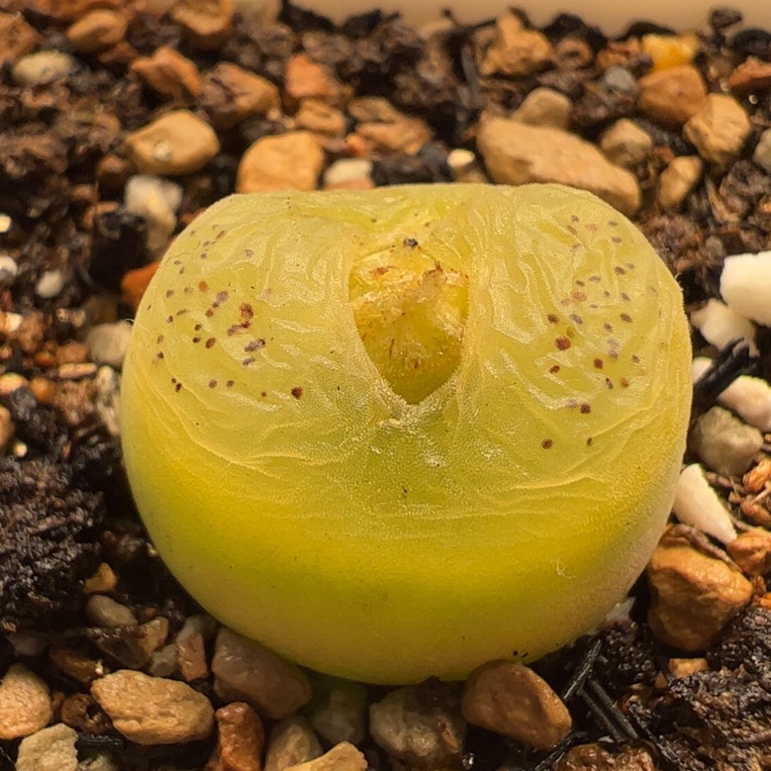 多肉植物百科o泡f