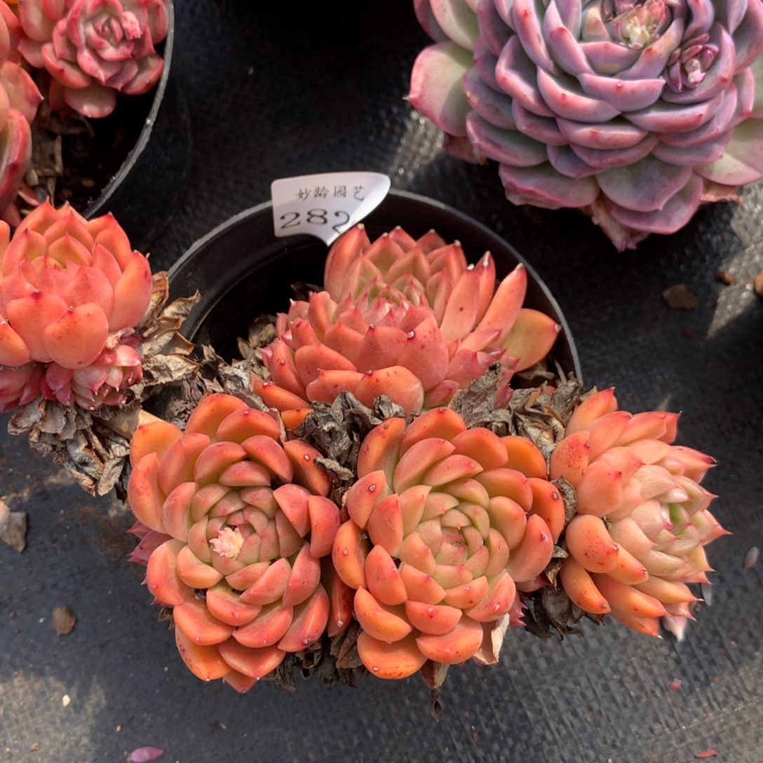 2822杂交精品基地15厘米