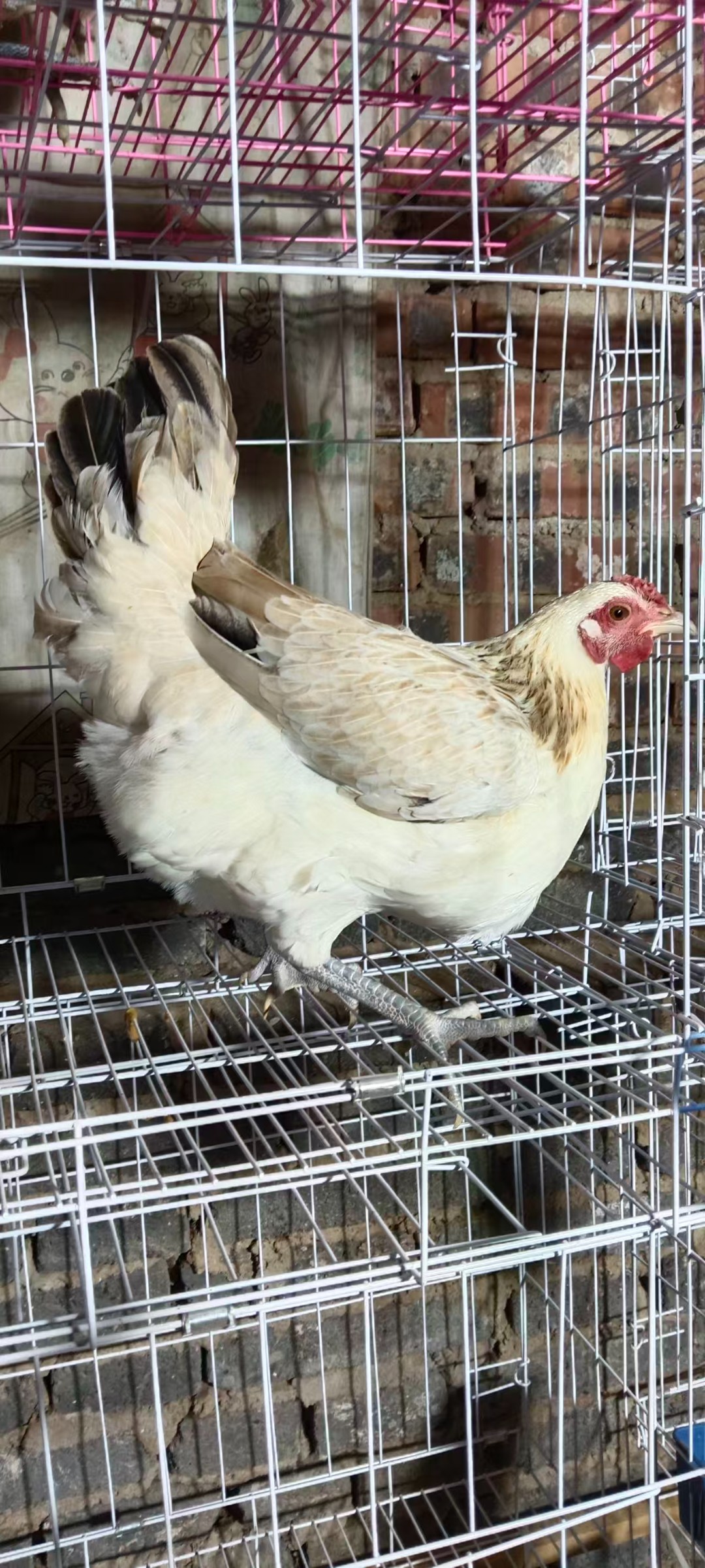 温县小临优品店鹊山母鸡肉质鲜美肉鸡整鸡  以直播间为准