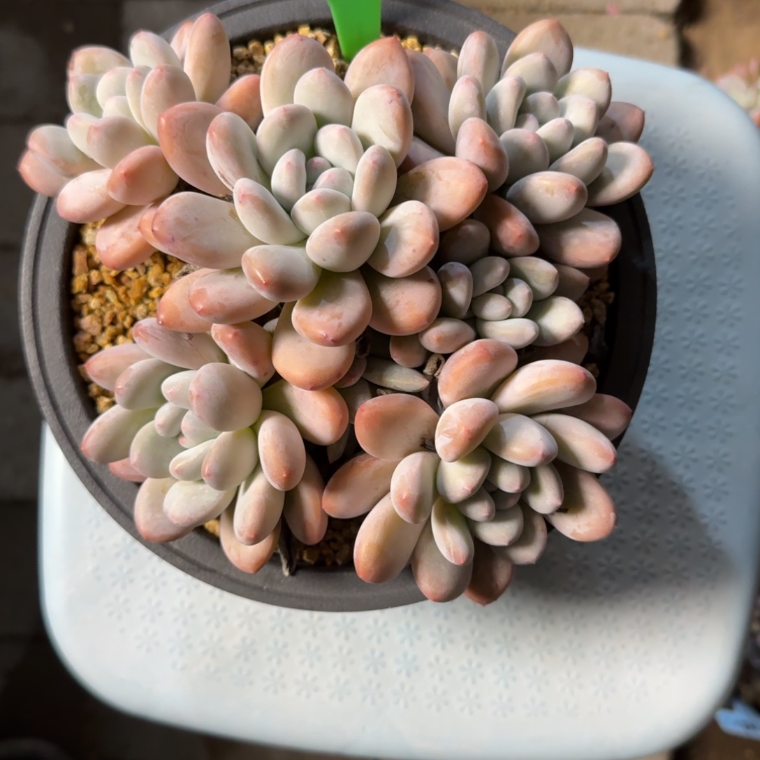 A***n1111111111111111111