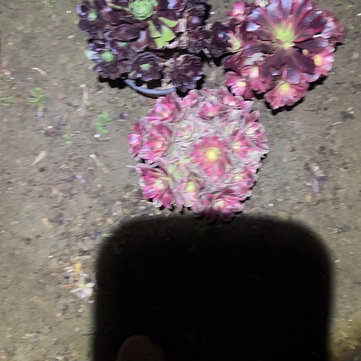不包侧枝一物一拍135