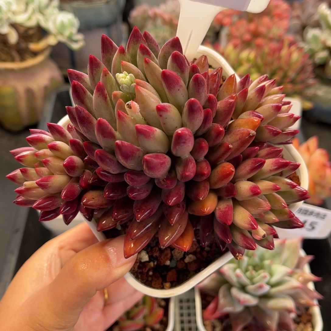 2748 满30包邮天冷地区必拍保温箱