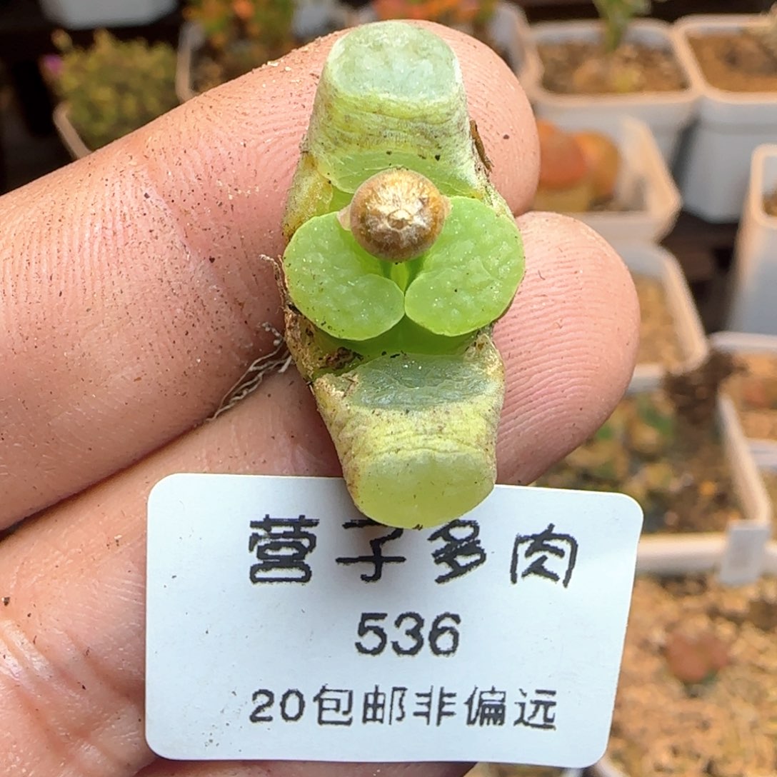 克里普兰母本。               