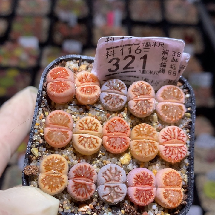 精品生石花116.321