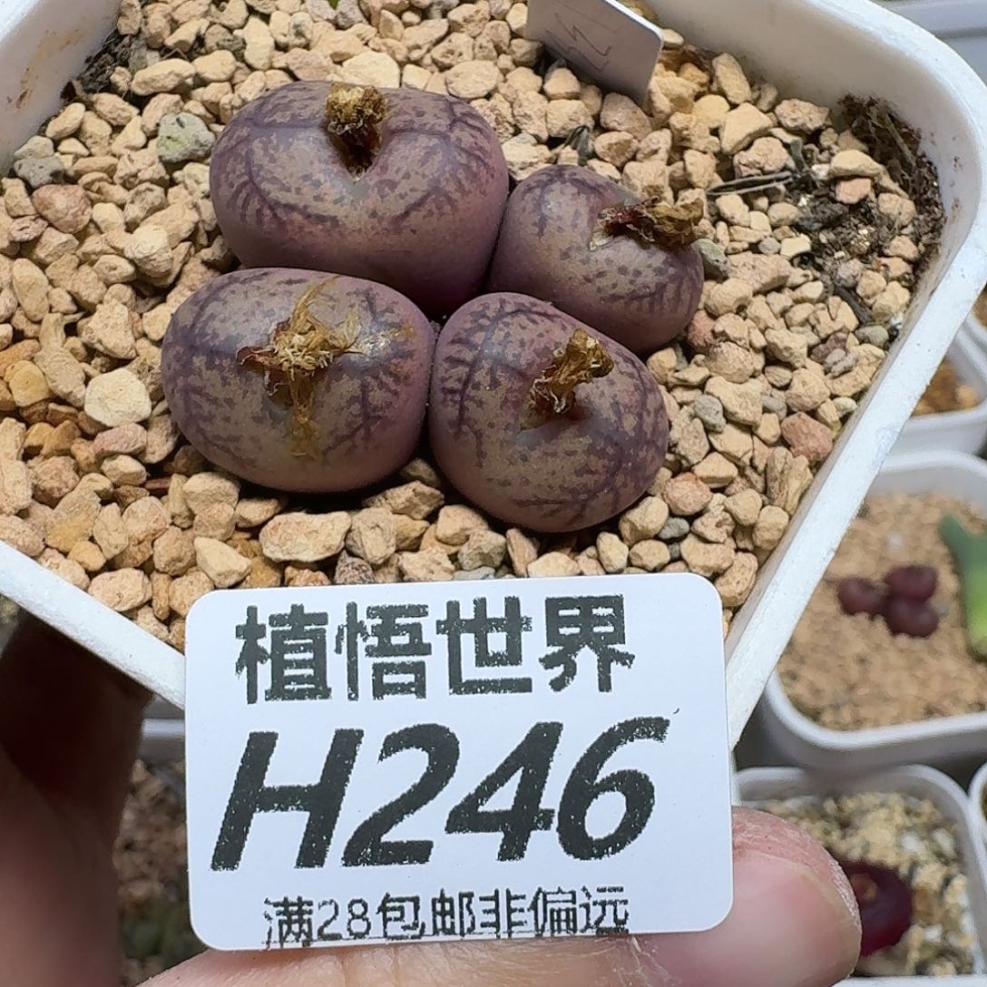 多肉植物的人生ghnj