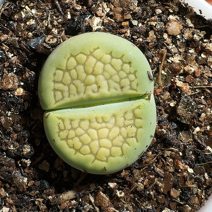 生石花111454。  256