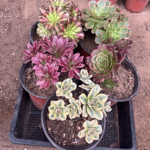 827多肉植物组合，