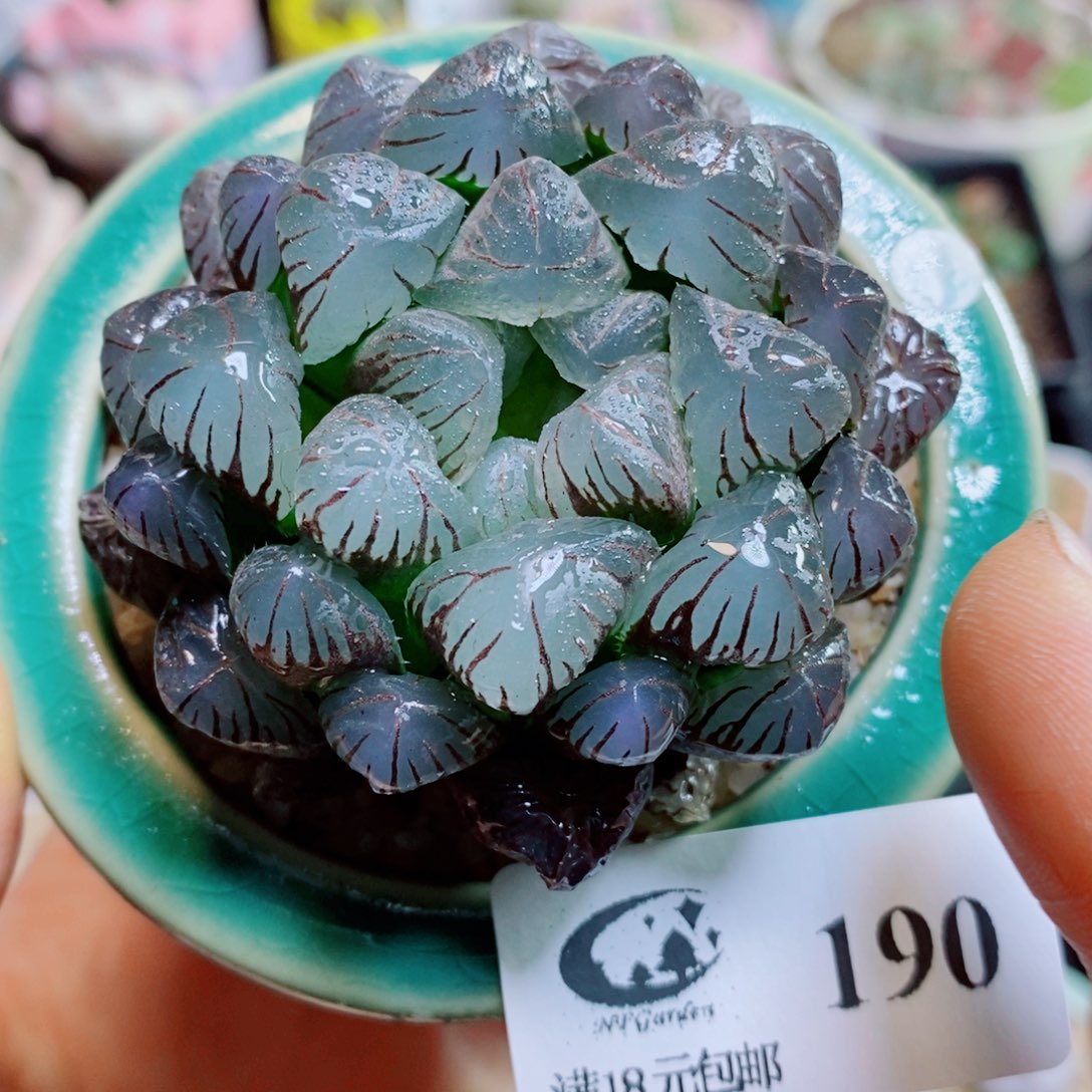 生石花花花花花花花花190